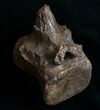 Edmontosaurus (Hadrosaur) Vertebrae - Montana #10260-2